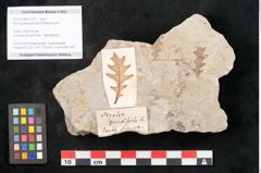 Foto (Objekt + Etikett) von Myrica praequercifolia Ettingshausen (NHMW-GEO-2024-0188-10125)